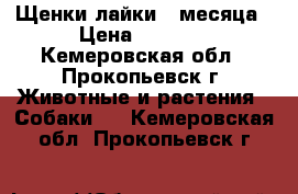 Щенки лайки 2 месяца › Цена ­ 5 000 - Кемеровская обл., Прокопьевск г. Животные и растения » Собаки   . Кемеровская обл.,Прокопьевск г.